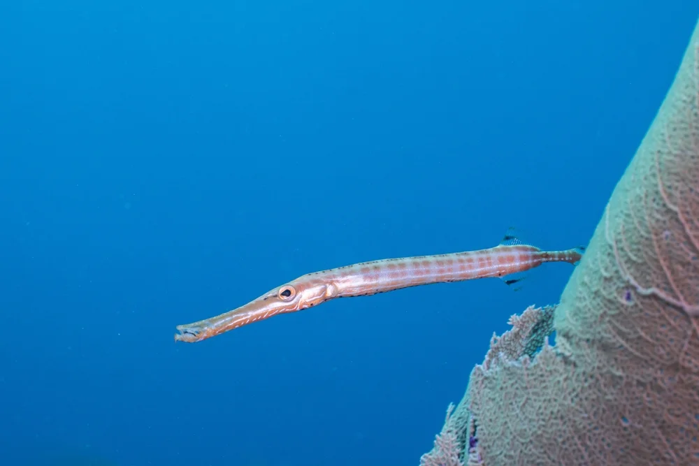 Trompetervögel (Aulostomus)