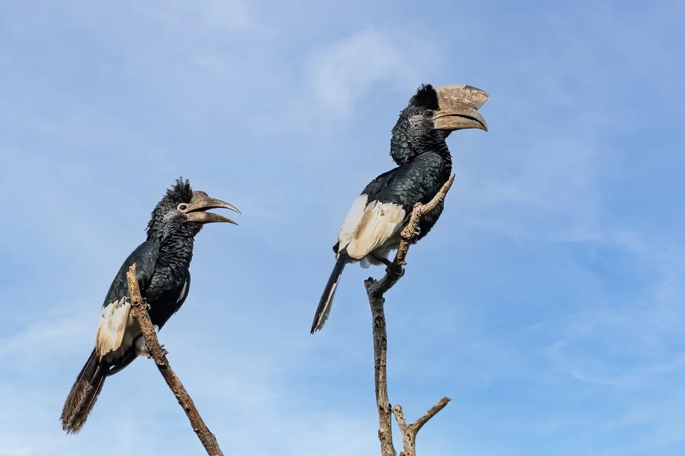 Trompetervogel (Bycanistes bucinator)