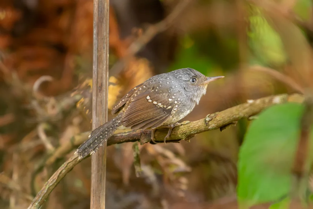 Tropfen-Rohrsänger (Psilorhamphus guttatus)