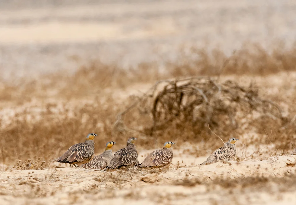 Tropfenflughuhn (Pterocles senegallus)