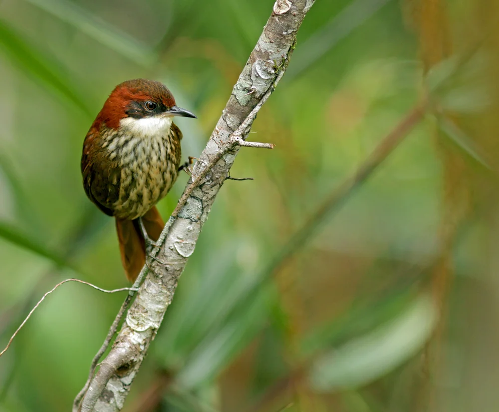Tropfenhals-Ameisenpitta (Premnornis guttuliger)