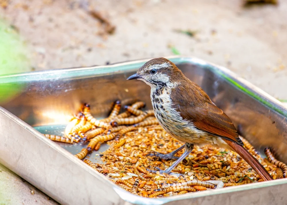 Tropfensänger (Cichladusa guttata)