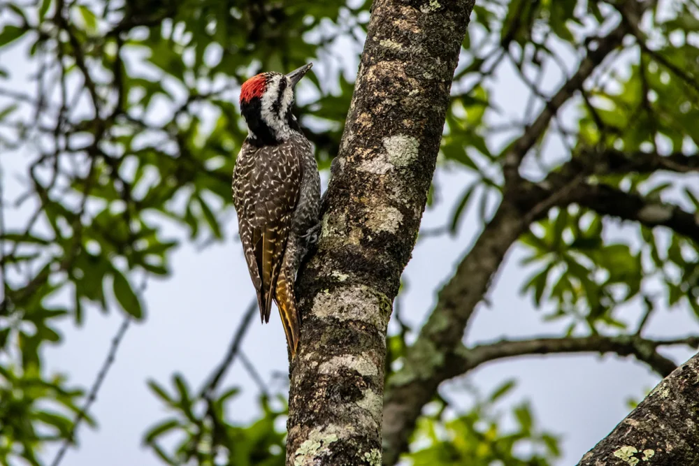 Tropfenspecht (Veniliornis spilogaster)