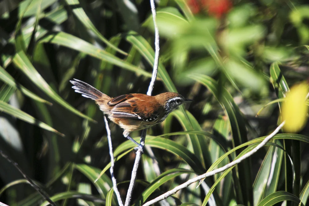Tropfentimalie (Isleria guttata)