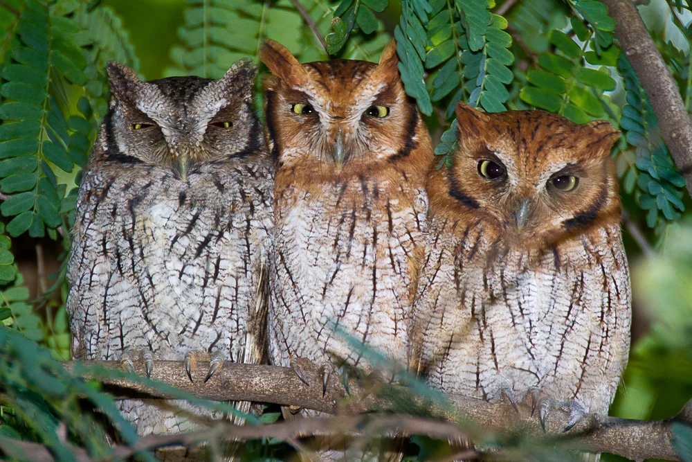 Tropfenuhr-Kreischeule (Megascops choliba)