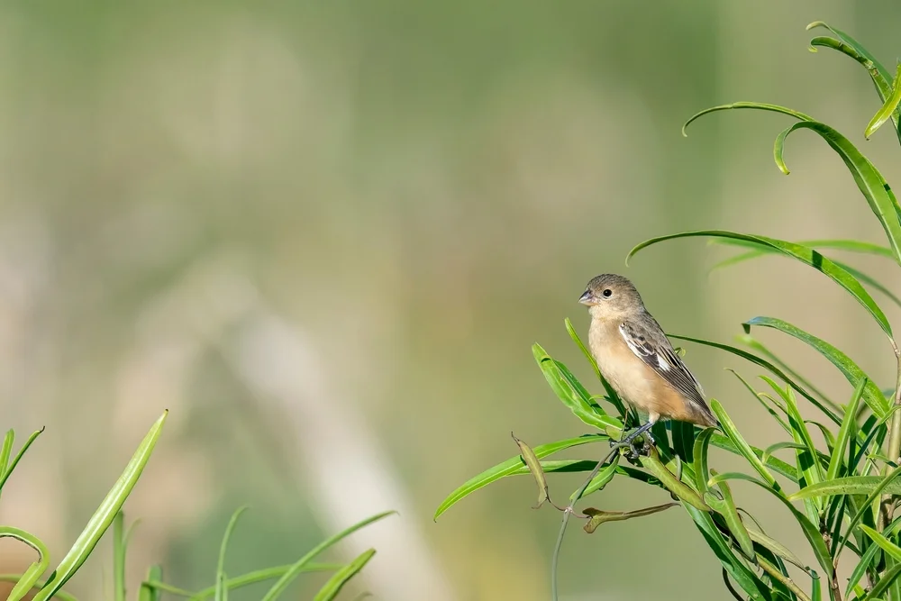 Trübgelber Saatknospf (Sporophila hypoxantha)