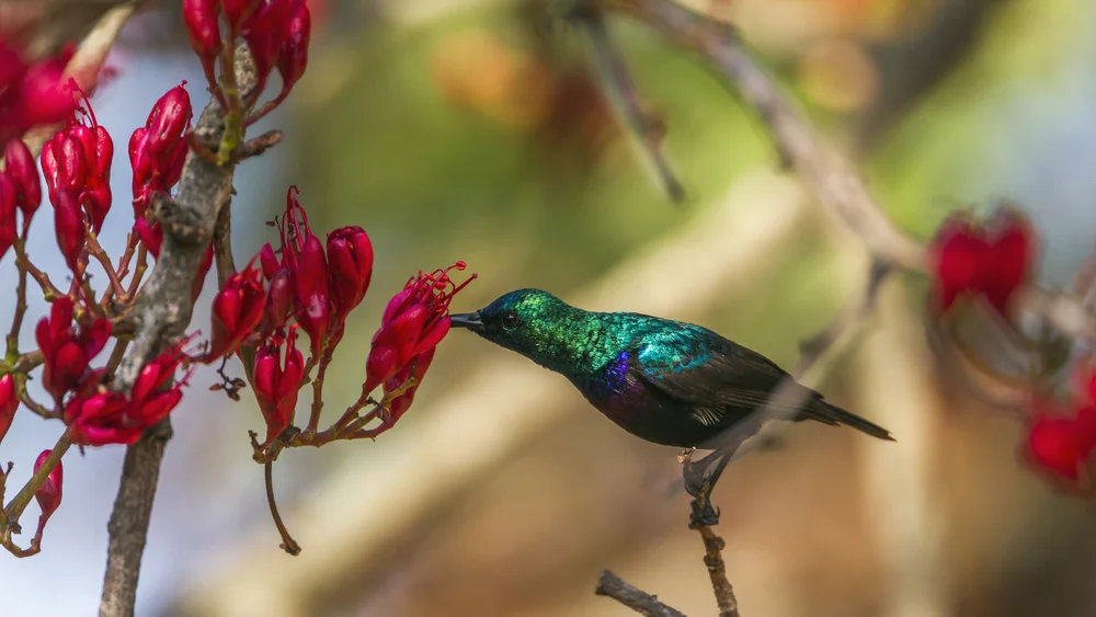Tsavo-Nektarvogel (Cinnyris tsavoensis)