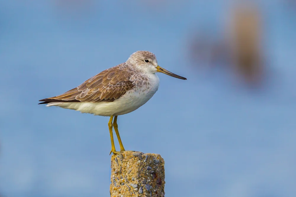 Tüpfel-Wasserläufer (Tringa guttifer)