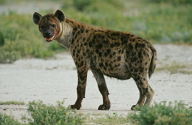 Tüpfelhyäne