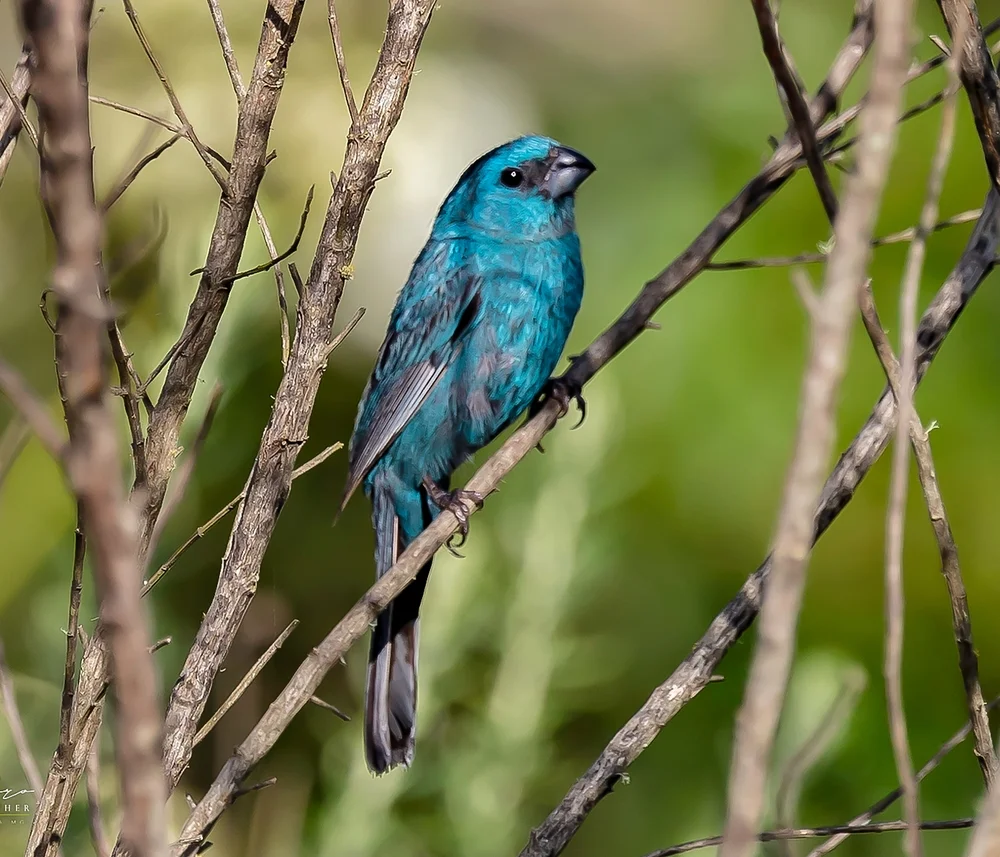 Türkis-Tangare (Cyanoloxia glaucocaerulea)