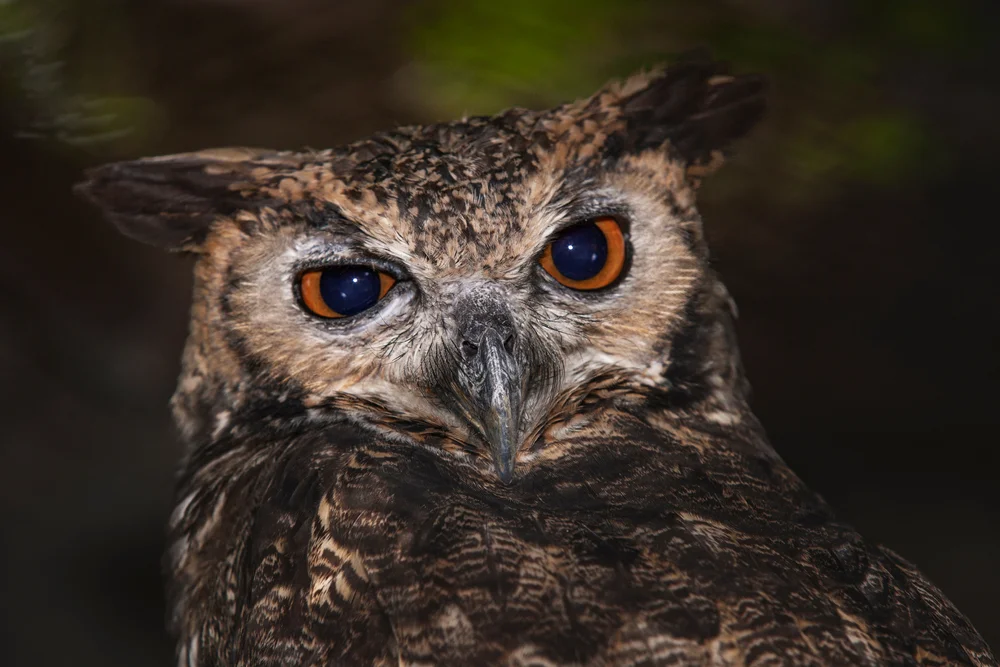 Tumbes-Kreischeule (Megascops watsonii)