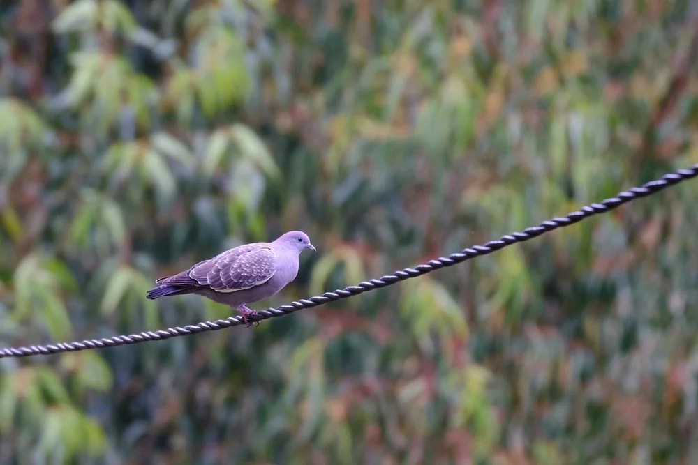 Tupfen-Turteltaube (Patagioenas maculosa)