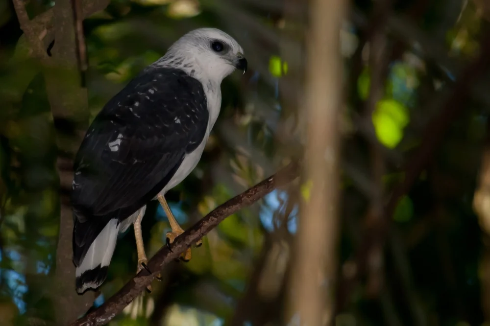 Tupinambis-Habicht (Buteogallus lacernulatus)