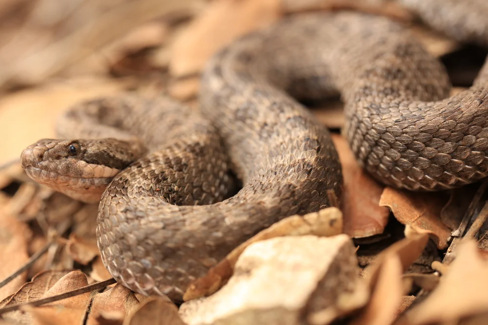 Twin-Spotted Klapperschlange (Crotalus pricei)
