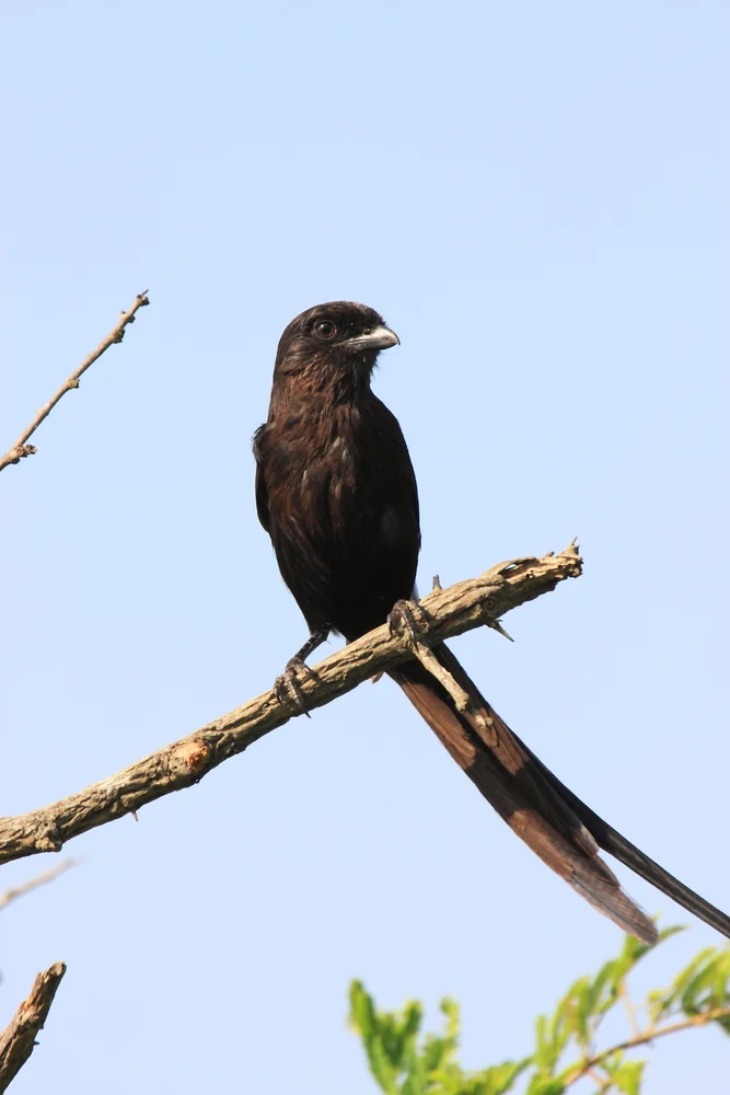 Typischer Raupenfänger (Coracina typica)