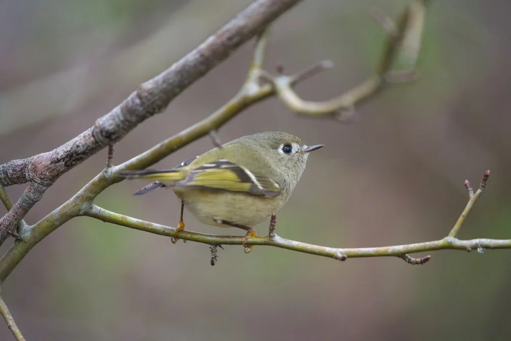 Überaugen-Blattspäher (Phylloscartes superciliaris)