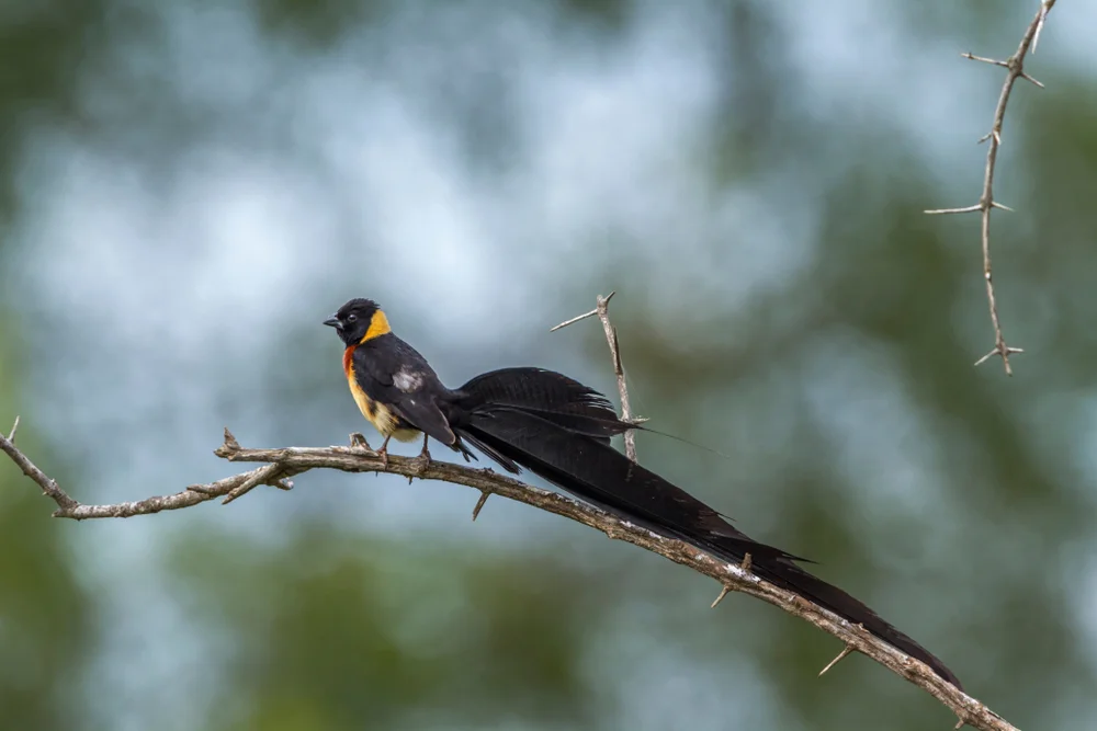 Uelles Paradieswitwe (Vidua interjecte)