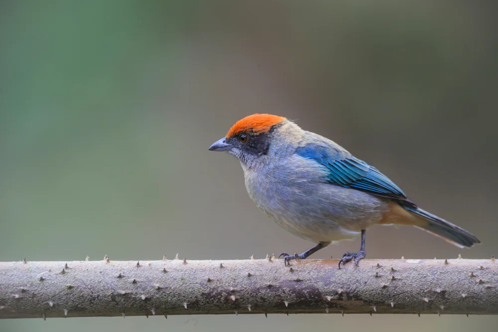 Ultramarin-Tangare (Tangera vitriolina)