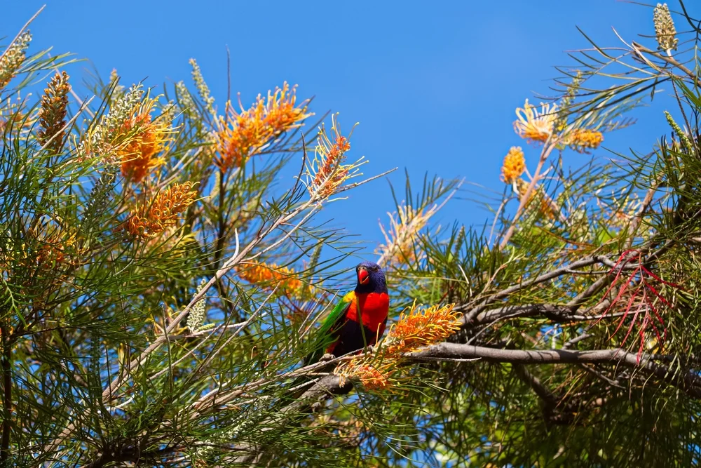 Ultramarinlori (Vini stepheni)