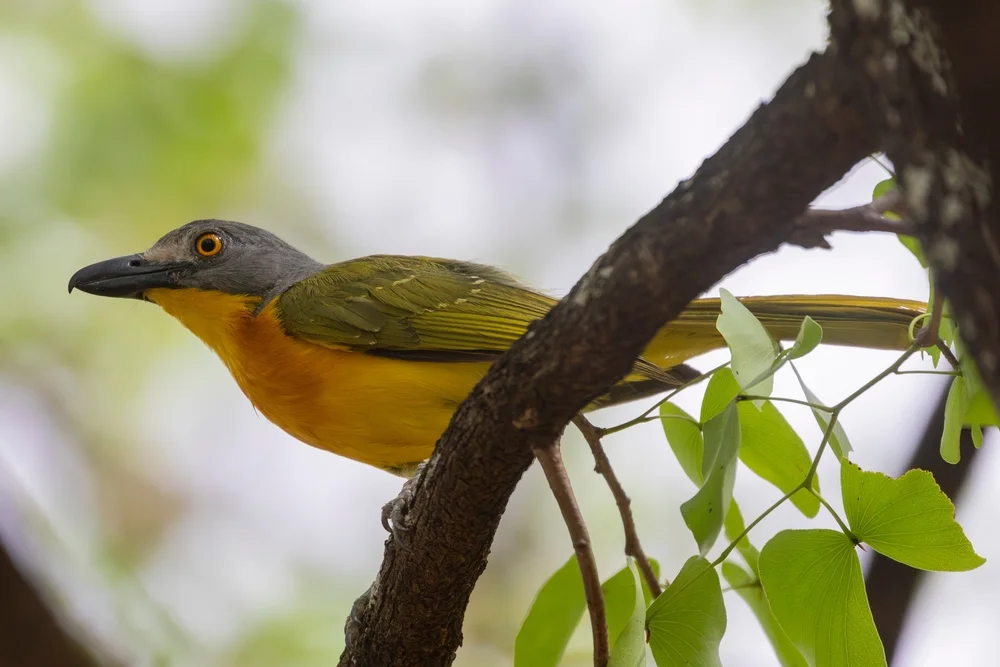 Uluguru-Würgerdrossling (Malaconotus alius)