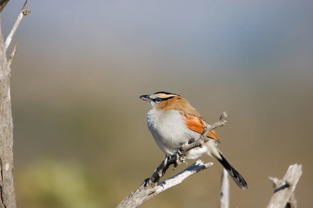 Ulugurutschagra (Tchagra jamesi)