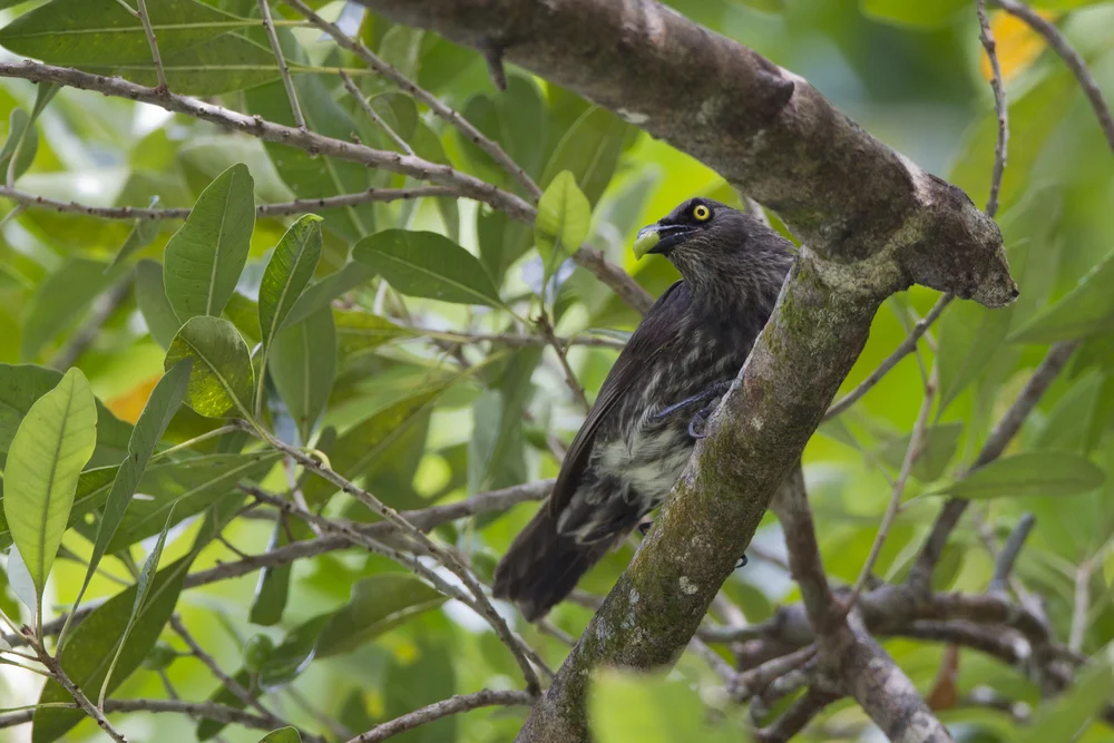 Undurchsichtiger Stare (Aplonis opaca)