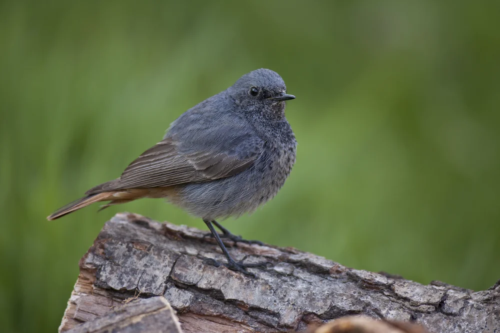 Undurchsichtiger Tapaculo (Scytalopus panamensis)