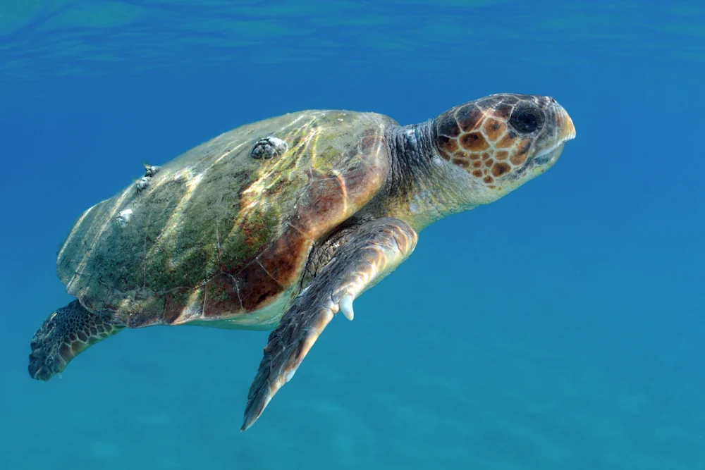 Unechte Karettschildkröte