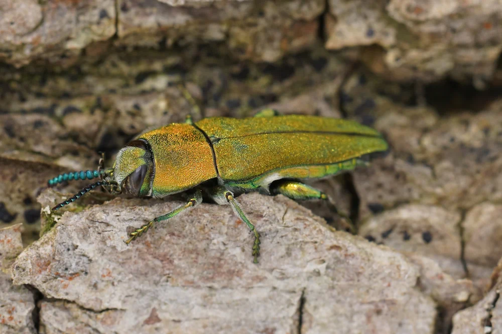 Ungarischer Prachtkäfer