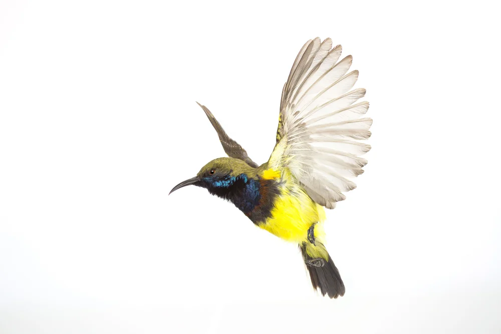 Ungebänderter Nektarvogel (Cinnyris infrenatus)