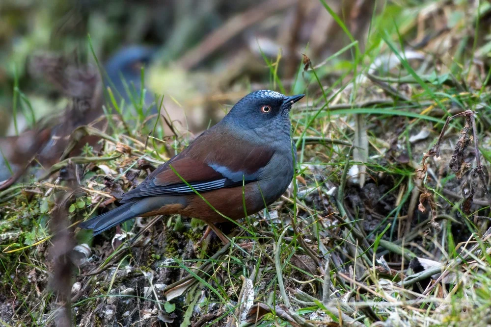 Ungefleckte Braunelle (Prunella immaculata)