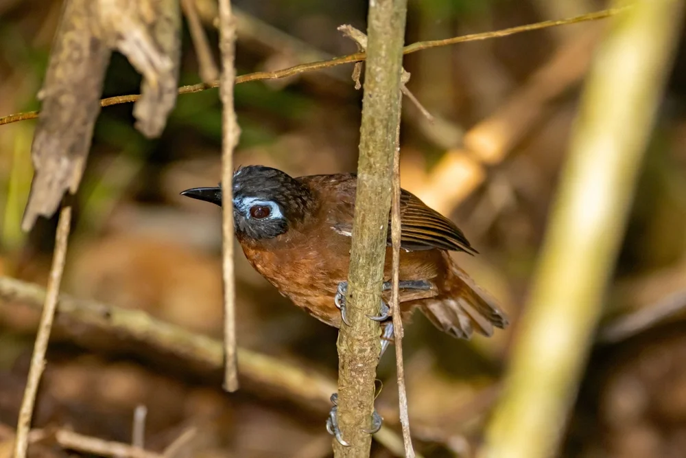 Ungefleckter Ameisenwürger (Myrmeciza immaculata)