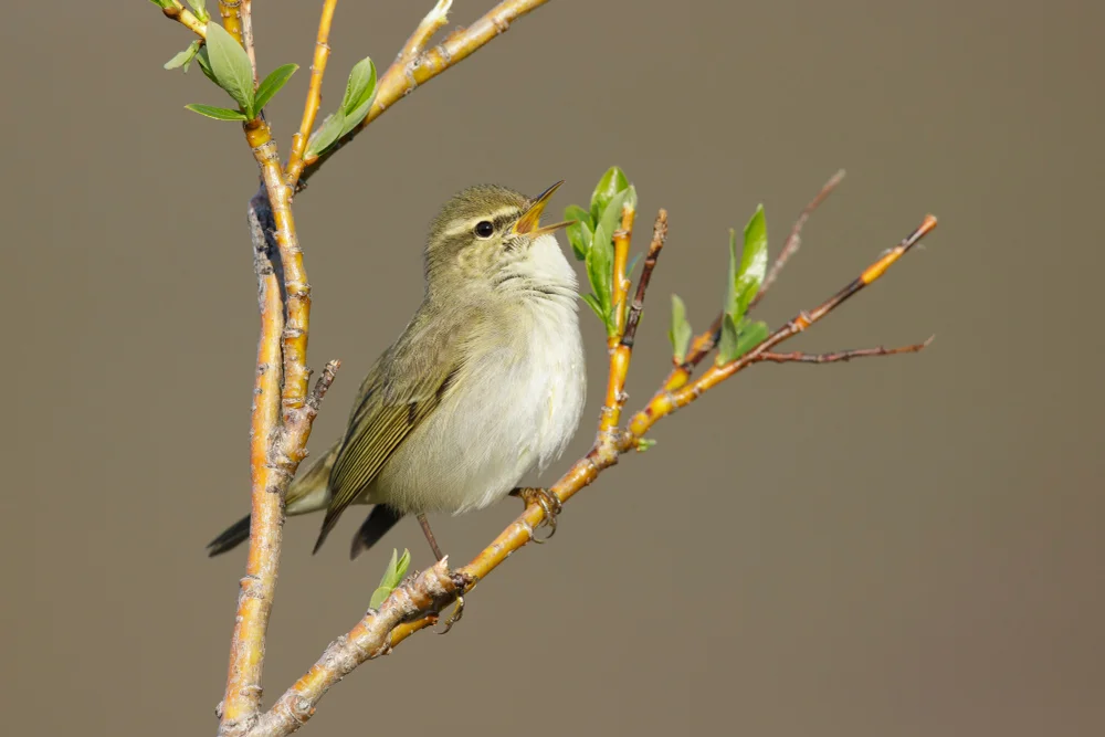Ungezeichnete Fahltyranne (Myiophobus inornatus)