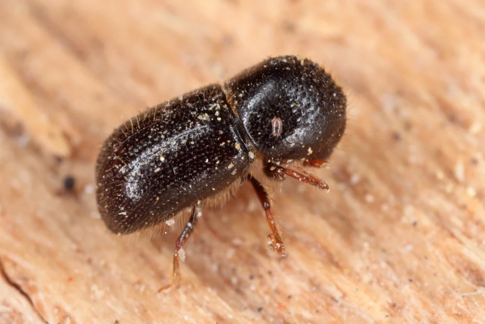 Ungleicher Holzbohrer