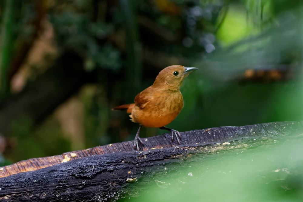 Unreiner Tyrann (Rhytipterna holerythra)