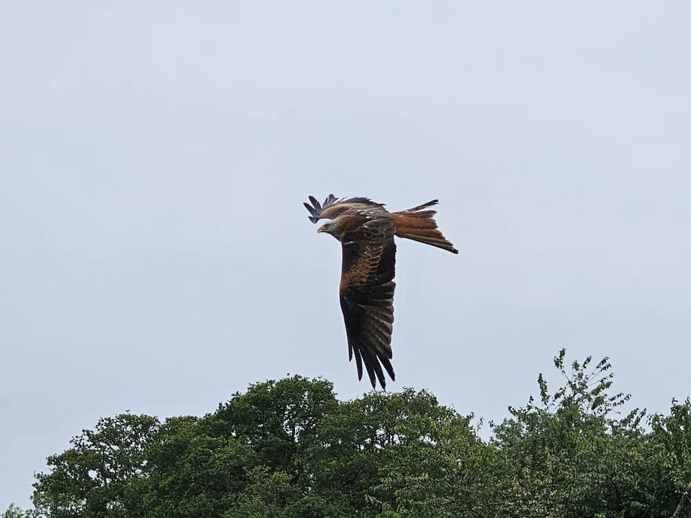 Unsicherer Raupenfänger (Coracina incerta)