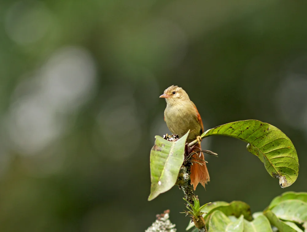 Unterhauben-Buschhäher (Cranioleuca subcristata)