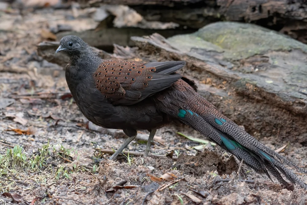 Unverhoffter Pfaufasan (Polyplectron inopinatum)