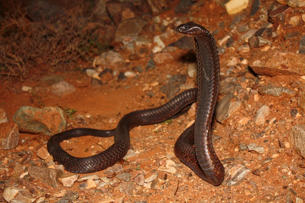 Uräusschlange (Naja haje)