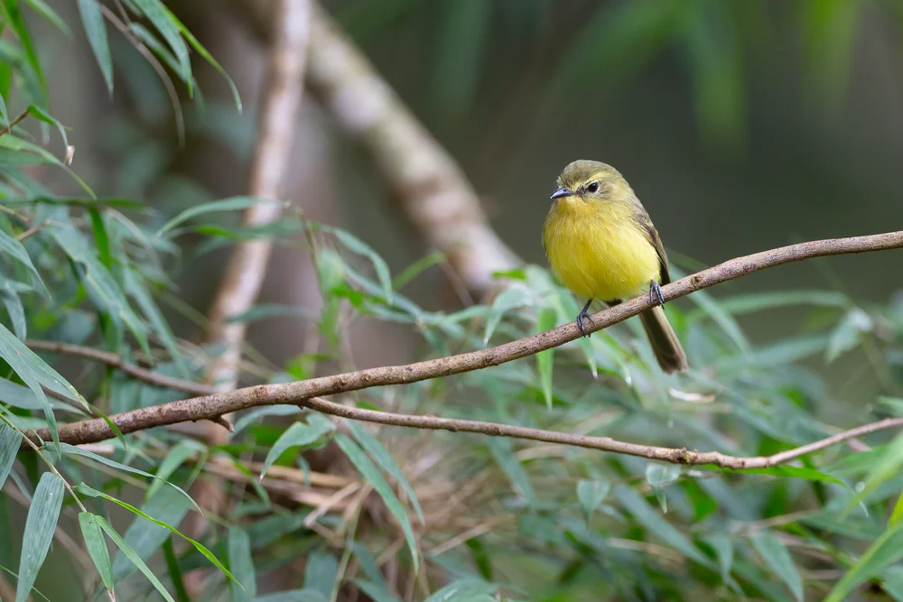 Urichs Tyrann (Phyllomyias urichi)
