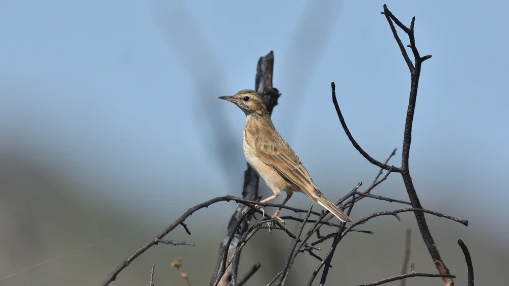 Vaal-Pieper (Anthus vaalensis)