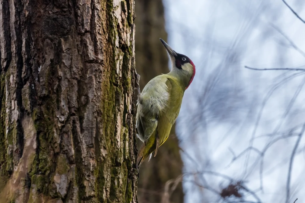Vaillants Grünspecht (Picus vaillantii)