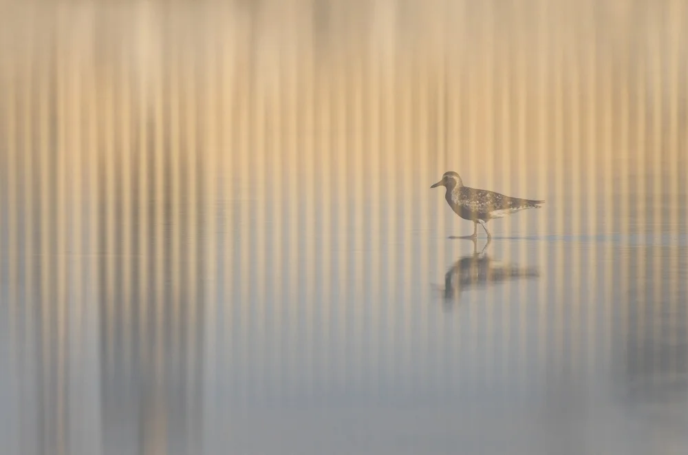 Van-Dam-Honigfresser (Xenerpestes minlosi)