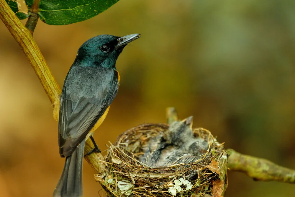 Vanikoro Broadbill (Myiagra vanikorensis)