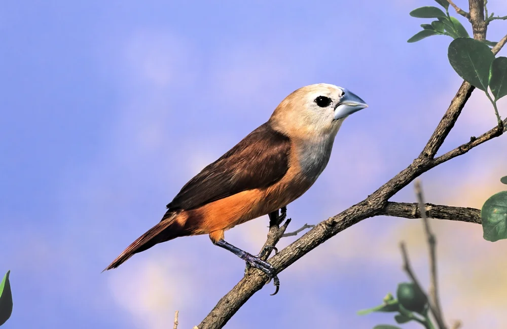 Vanuatubronzemännchen (Lonchura vana)