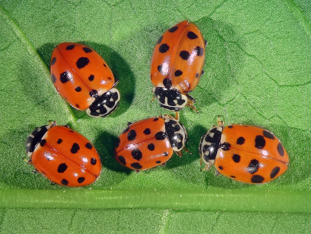 Variabler Flach-Marienkäfer