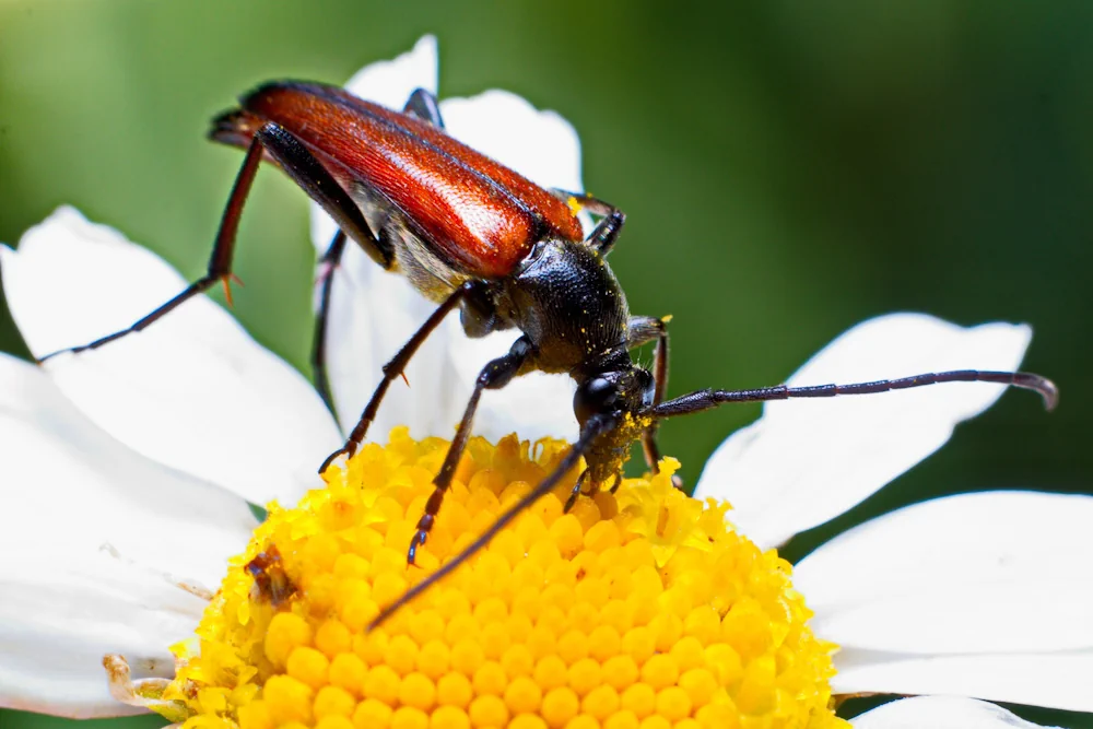 Variabler Stubbenbock