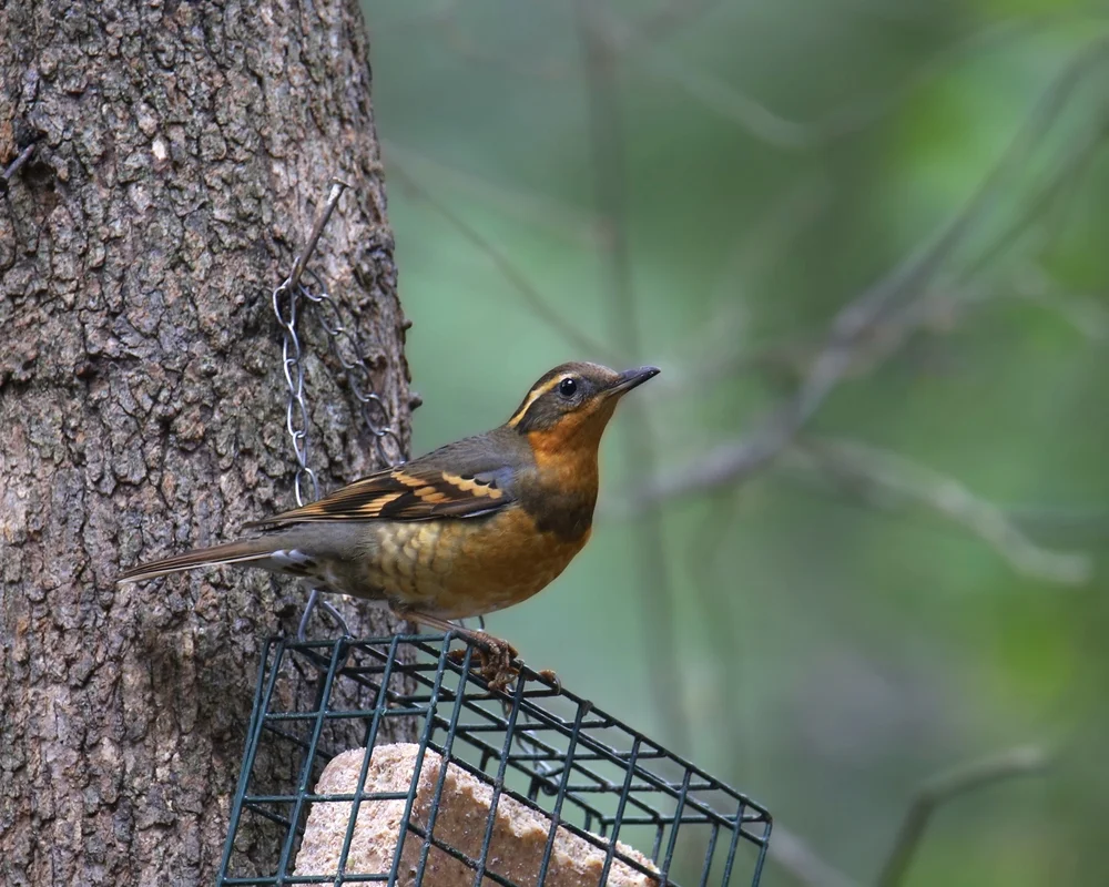 Variierter Bergwürger (Ixoreus naevius)