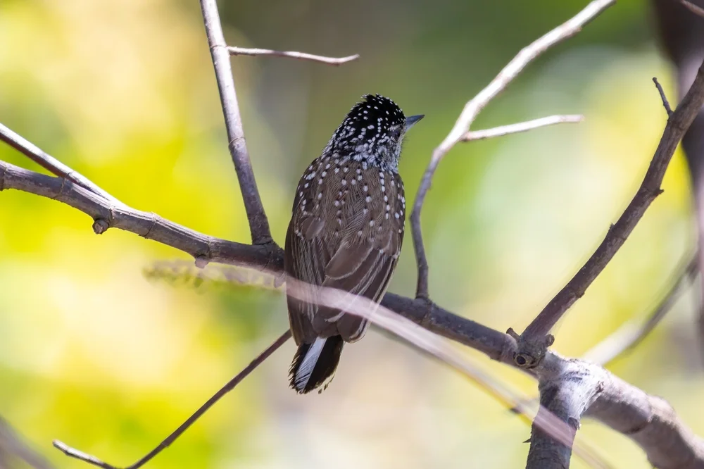 Varzeas Zwergspecht (Picumnus varzeae)