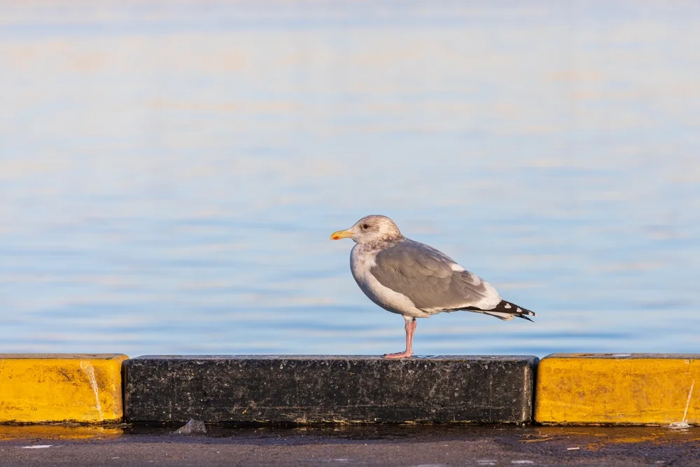 Vega-Möwe (Larus vegae)